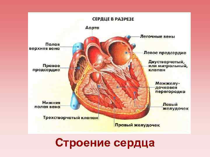 Строение сердца 