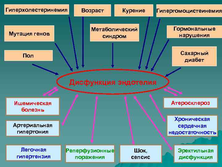 Гиперхолестеринемия Мутация генов Возраст Курение Гипергомоцистеинемия Метаболический синдром Гормональные нарушения Сахарный диабет Пол Дисфункция