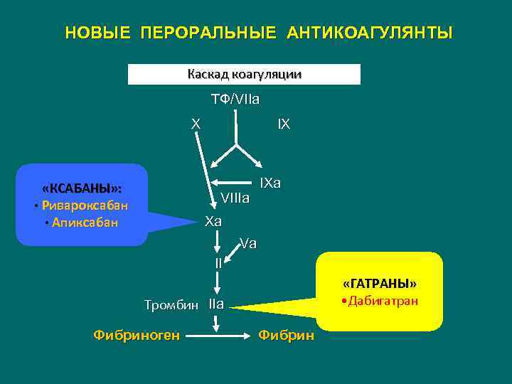 НОВЫЕ ПЕРОРАЛЬНЫЕ АНТИКОАГУЛЯНТЫ Каскад коагуляции ТФ/VIIa X «КСАБАНЫ» : • Ривароксабан • Апиксабан IX