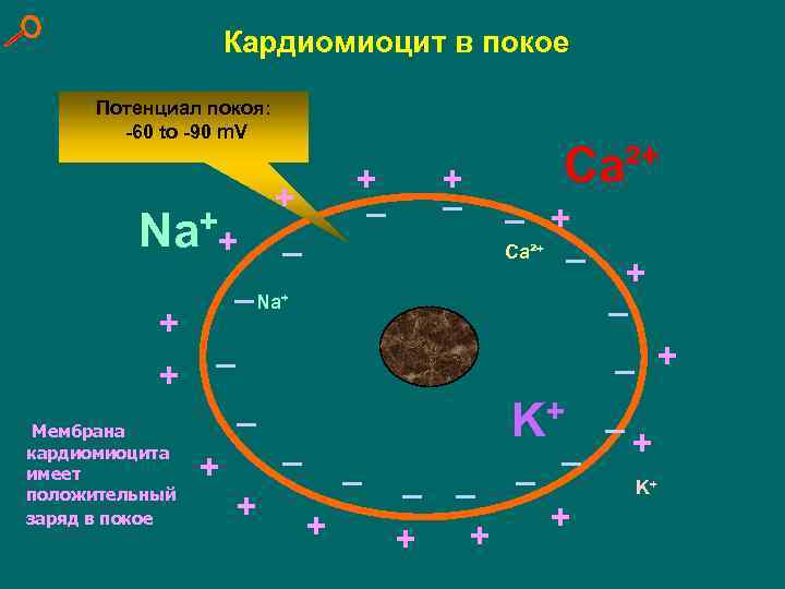 Кардиомиоцит в покое Потенциал покоя: -60 to -90 m. V Na++ + + Мембрана