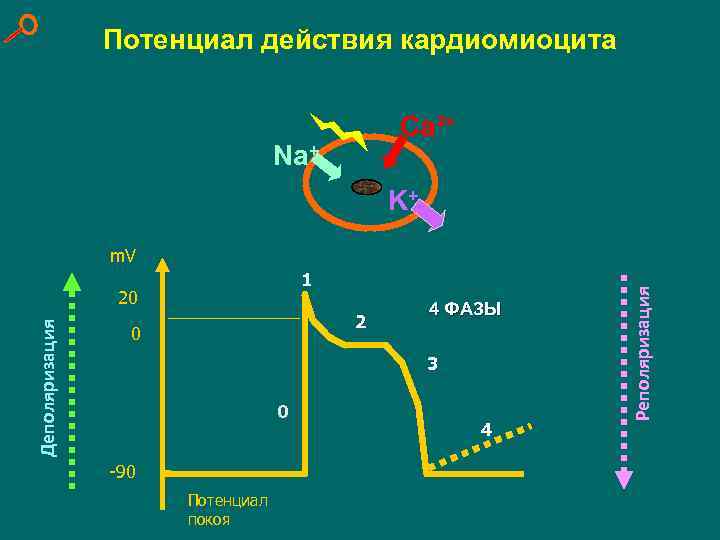 Фазы потенциала действия рабочего кардиомиоцита