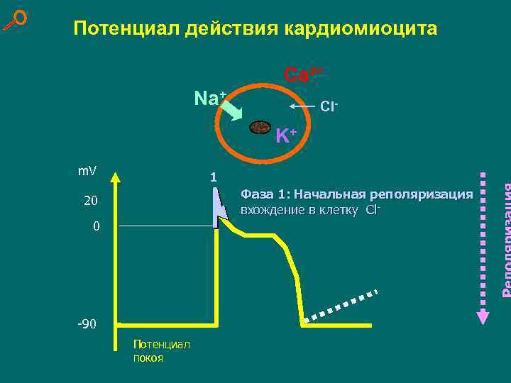 Потенциал действия кардиомиоцита Ca²+ Na+ Cl- K+ m. V 1 Фаза 1: Начальная реполяризация