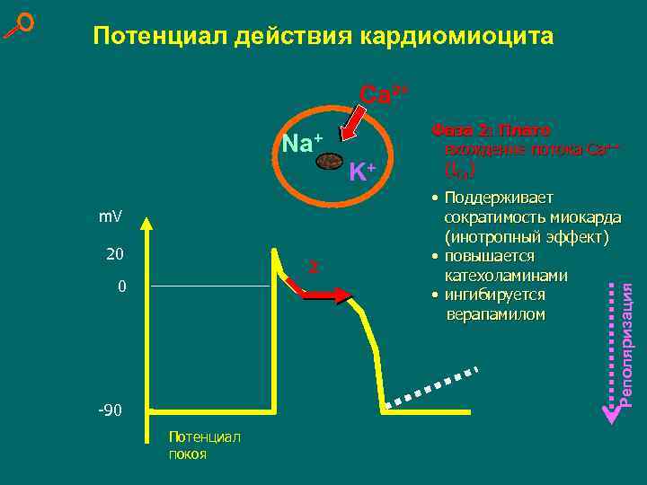 Потенциал покоя кардиомиоцитов