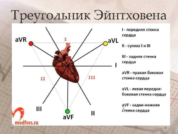 Треугольник Эйнтховена 