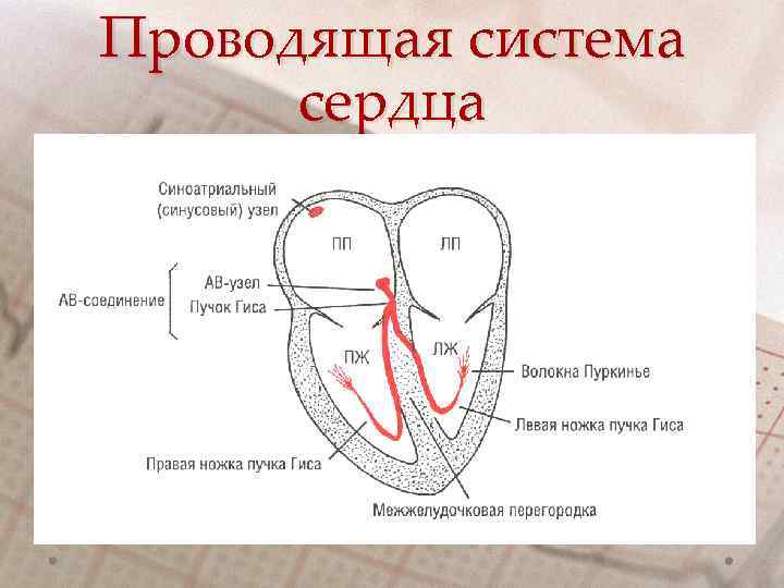 Проводящая система сердца 