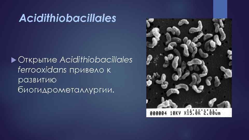 Acidithiobacillales Открытие Acidithiobacillales ferrooxidans привело к развитию биогидрометаллургии. 