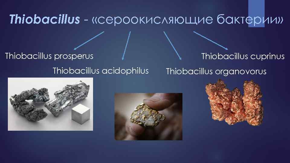 Thiobacillus - «сероокисляющие бактерии» Thiobacillus prosperus Thiobacillus acidophilus Thiobacillus cuprinus Thiobacillus organovorus 