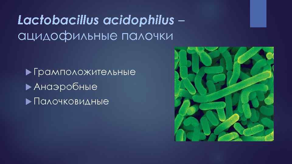 Lactobacillus acidophilus – ацидофильные палочки Грамположительные Анаэробные Палочковидные 