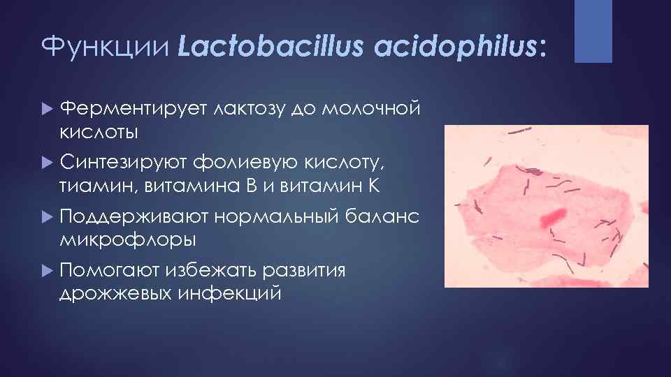 Функции Lactobacillus acidophilus: Ферментирует лактозу до молочной кислоты Синтезируют фолиевую кислоту, тиамин, витамина В