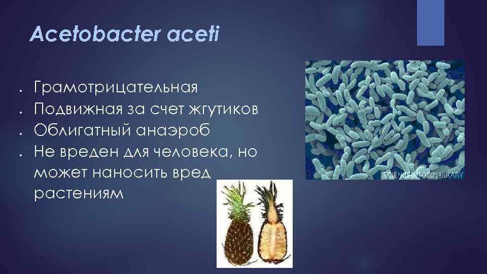 Acetobacter aceti Грамотрицательная Подвижная за счет жгутиков Облигатный анаэроб Не вреден для человека, но