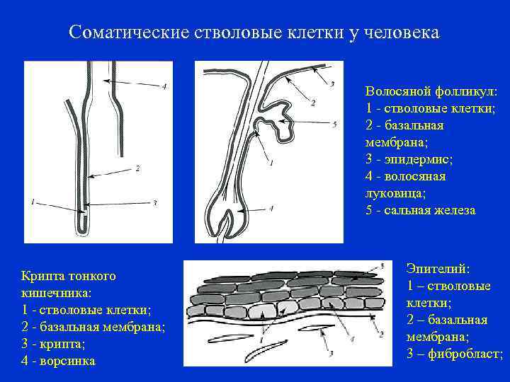 Соматические стволовые клетки у человека Волосяной фолликул: 1 - стволовые клетки; 2 - базальная