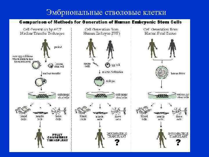 Эмбриональные стволовые клетки 