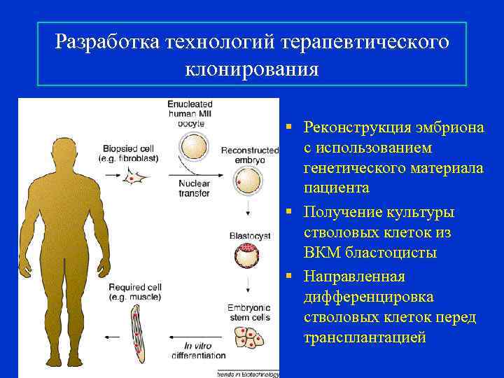 Разработка технологий терапевтического клонирования § Реконструкция эмбриона с использованием генетического материала пациента § Получение