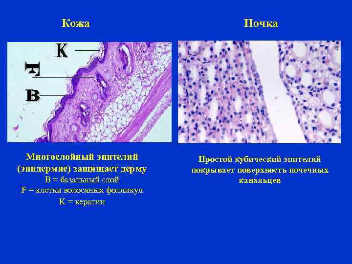 Кожа Многослойный эпителий (эпидермис) защищает дерму B = базальный слой F = клетки волосяных