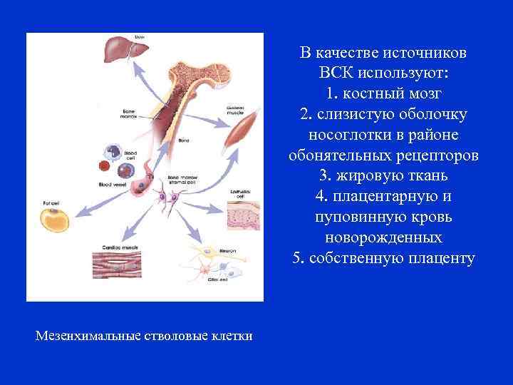 В качестве источников ВСК используют: 1. костный мозг 2. слизистую оболочку носоглотки в районе