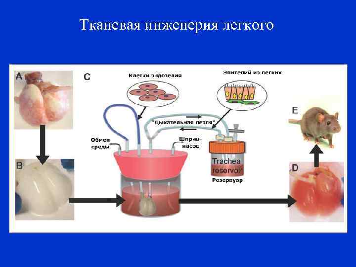 Тканевая инженерия легкого 