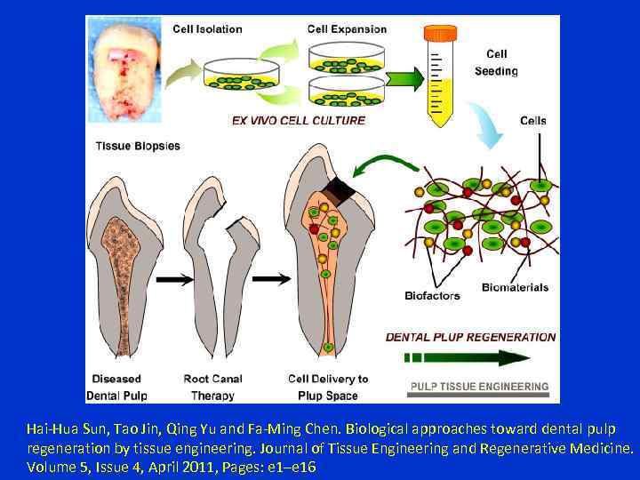 Hai-Hua Sun, Tao Jin, Qing Yu and Fa-Ming Chen. Biological approaches toward dental pulp