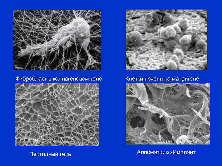 Фибробласт в коллагеновом геле Пептидный гель Клетки печени на матригеле Алломатрикс-Имплант 
