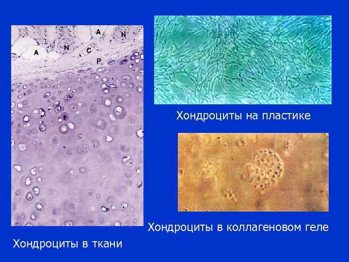 Хондроциты на пластике Хондроциты в коллагеновом геле Хондроциты в ткани 