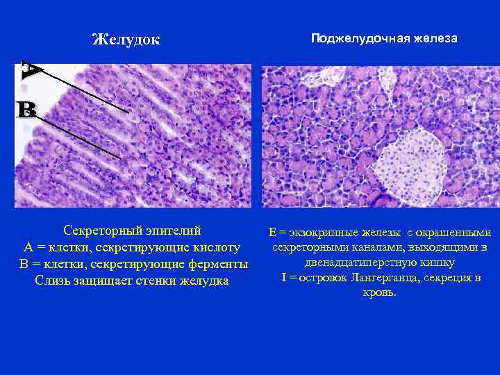 Желудок Секреторный эпителий A = клетки, секретирующие кислоту B = клетки, секретирующие ферменты Слизь