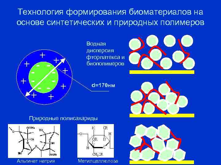 Технология формирования биоматериалов на основе синтетических и природных полимеров + + - -+ +