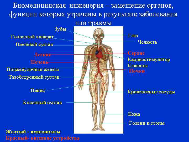 Биомедицинская инженерия – замещение органов, функции которых утрачены в результате заболевания или травмы Зубы