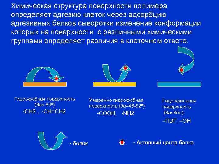 Химическая структура поверхности полимера определяет адгезию клеток через адсорбцию адгезивных белков сыворотки изменение конформации