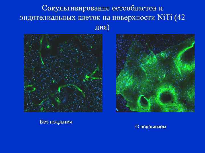 Сокультивирование остеобластов и эндотелиальных клеток на поверхности Ni. Ti (42 дня) Без покрытия С