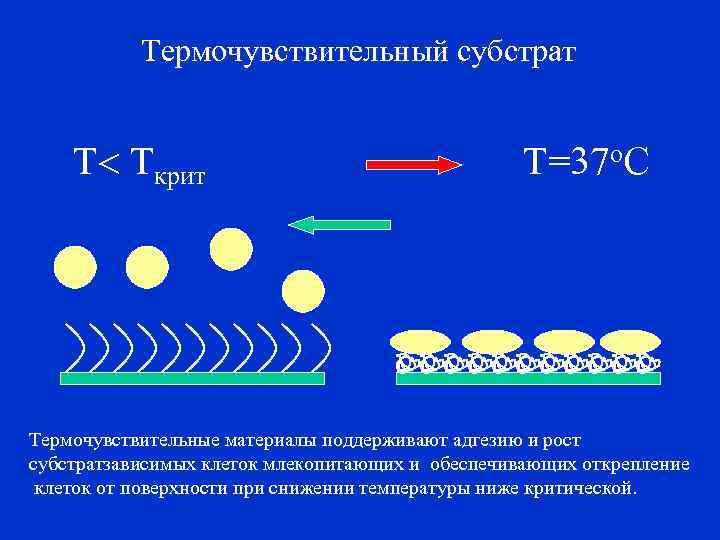 Термочувствительный субстрат Т Ткрит Т=37 о. С Термочувствительные материалы поддерживают адгезию и рост субстратзависимых