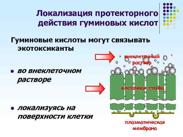 Локализация протекторного действия гуминовых кислот Гуминовые кислоты могут связывать экотоксиканты l во внеклеточном растворе