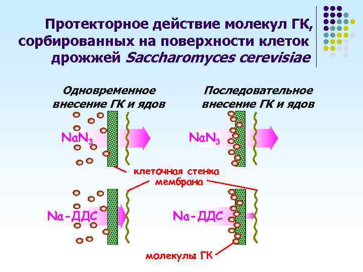 Протекторное действие молекул ГК, сорбированных на поверхности клеток дрожжей Saccharomyces cerevisiae Одновременное внесение ГК