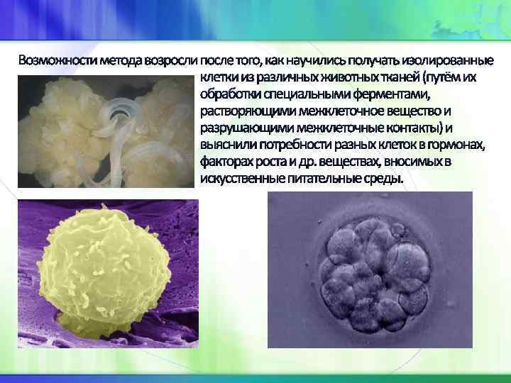 Возможности метода возросли после того, как научились получать изолированные клетки из различных животных тканей