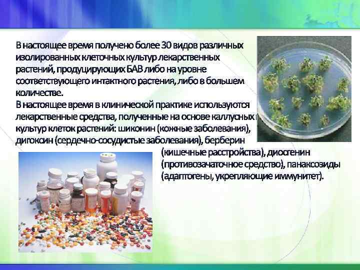 В настоящее время получено более 30 видов различных изолированных клеточных культур лекарственных растений, продуцирующих