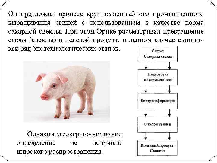 Он предложил процесс крупномасштабного промышленного выращивания свиней с использованием в качестве корма сахарной свеклы.