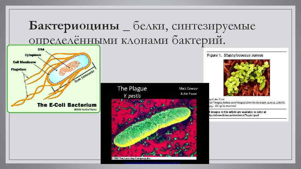 Бактериоцины _ белки, синтезируемые определёнными клонами бактерий. 