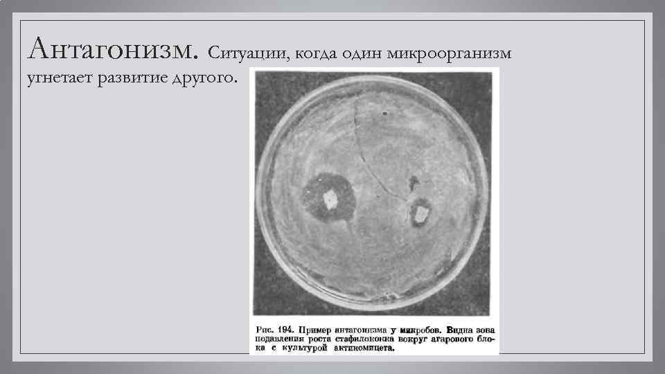 Антагонизм. Ситуации, когда один микроорганизм угнетает развитие другого. 