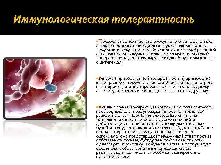 Иммунологическая толерантность Помимо специфического иммунного ответа организм способен развивать специфическую ареактивность к тому или