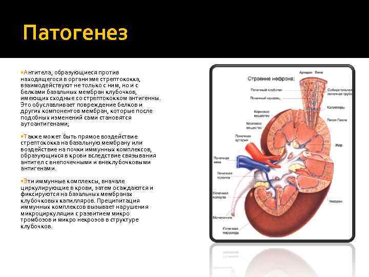 Патогенез Антитела, образующиеся против находящегося в организме стрептококка, взаимодействуют не только с ним, но