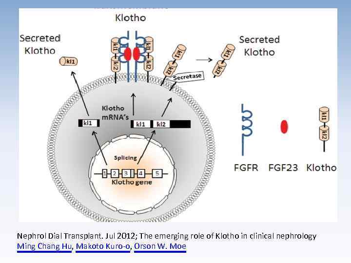Nephrol Dial Transplant. Jul 2012; The emerging role of Klotho in clinical nephrology Ming