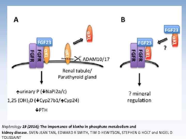 Nephrology 19 (2014); The importance of klotho in phosphate metabolism and kidney disease. SVEN-JEAN