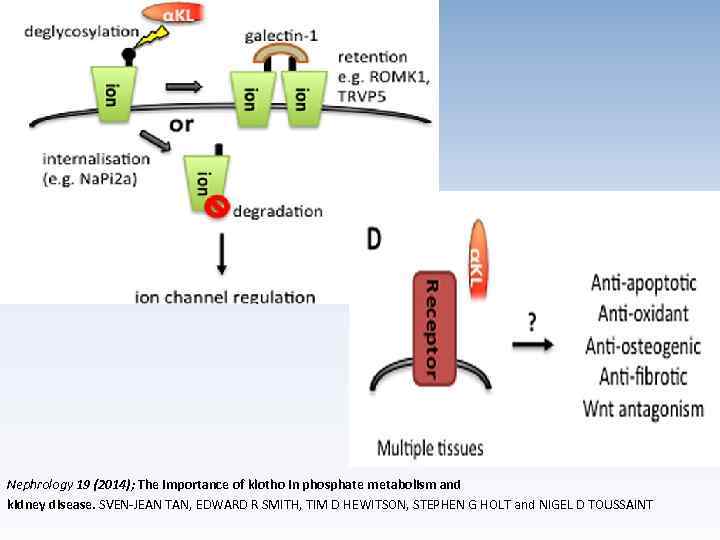 Nephrology 19 (2014); The importance of klotho in phosphate metabolism and kidney disease. SVEN-JEAN