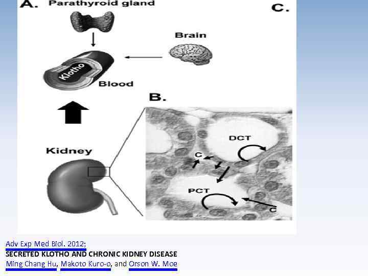 Adv Exp Med Biol. 2012; SECRETED KLOTHO AND CHRONIC KIDNEY DISEASE Ming Chang Hu,