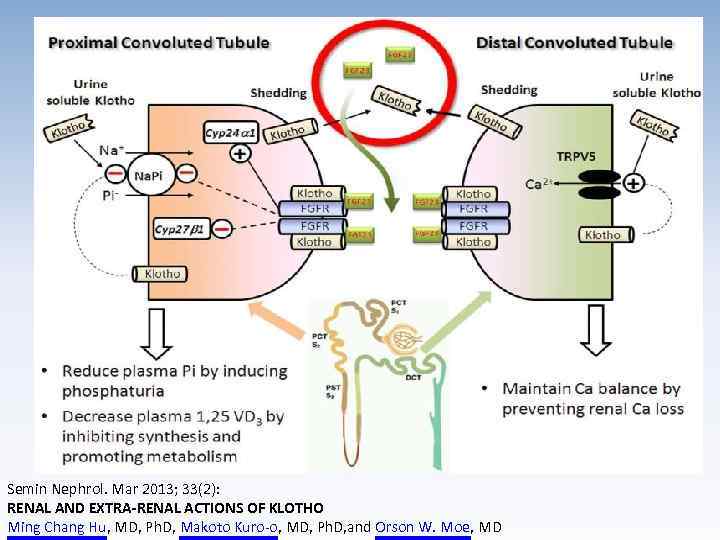 Semin Nephrol. Mar 2013; 33(2): RENAL AND EXTRA-RENAL ACTIONS OF KLOTHO Ming Chang Hu,