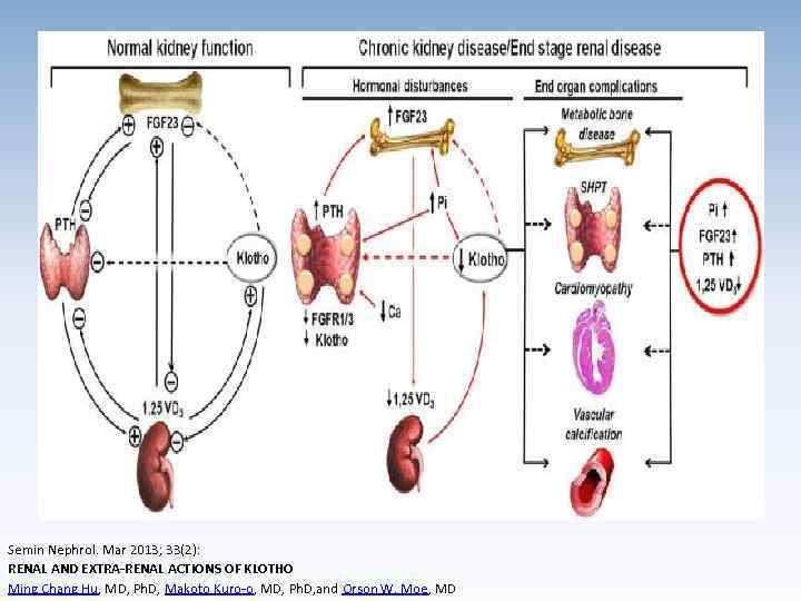 Semin Nephrol. Mar 2013; 33(2): RENAL AND EXTRA-RENAL ACTIONS OF KLOTHO Ming Chang Hu,
