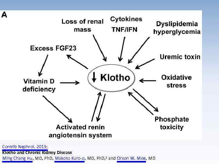 Contrib Nephrol. 2013; Klotho and Chronic Kidney Disease Ming Chang Hu, MD, Ph. D,
