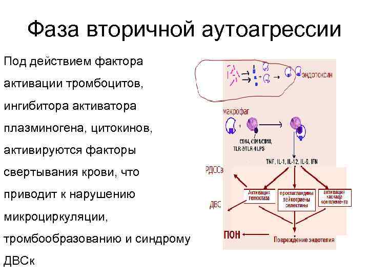 Фаза вторичной аутоагрессии Под действием фактора активации тромбоцитов, ингибитора активатора плазминогена, цитокинов, активируются факторы