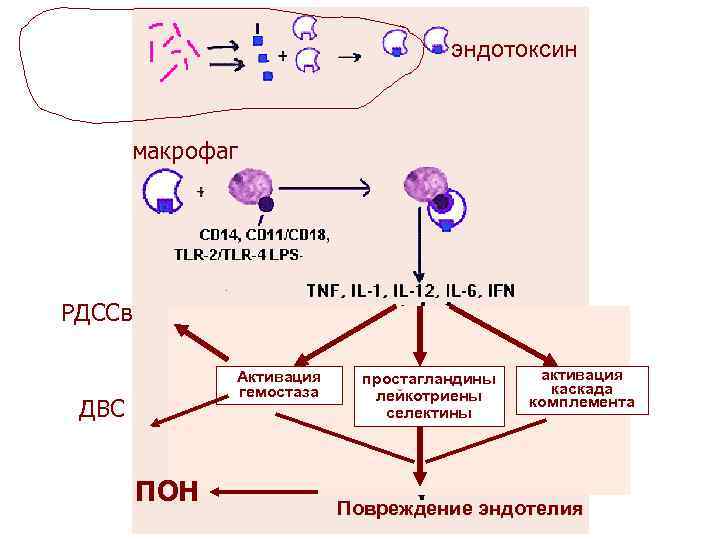эндотоксин макрофаг РДССв Активация гемостаза ДВС ПОН простагландины лейкотриены селектины активация каскада комплемента Повреждение