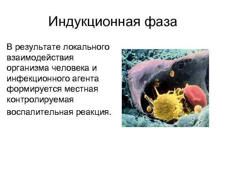 Индукционная фаза В результате локального взаимодействия организма человека и инфекционного агента формируется местная контролируемая