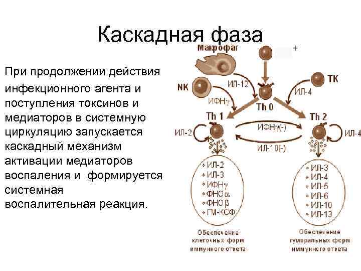 Каскадная фаза При продолжении действия инфекционного агента и поступления токсинов и медиаторов в системную