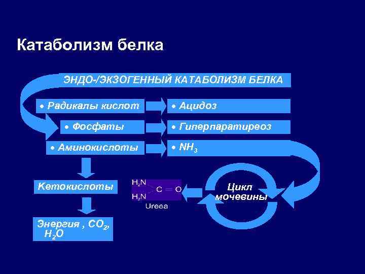 Катаболизм белка ЭНДО-/ЭКЗОГЕННЫЙ КАТАБОЛИЗМ БЕЛКА · Радикалы кислот · Фосфаты · Аминокислоты Keтокислоты Энергия